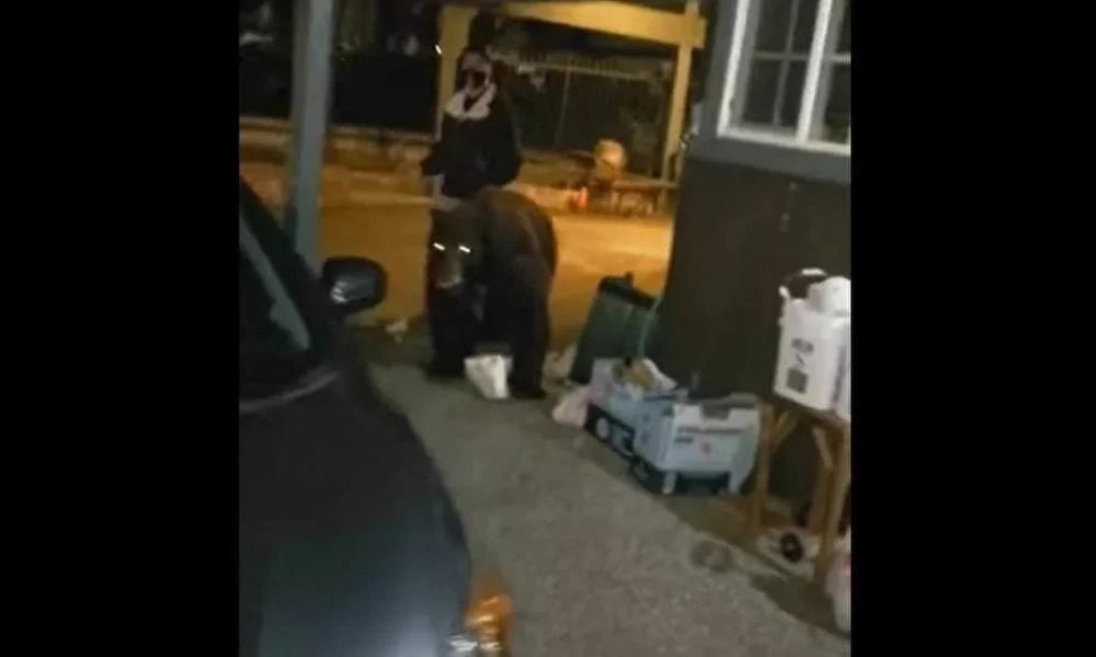 Η αρκούδα είδε τον μεθυσμένο και φοβήθηκε... ακόμη τρέχει!